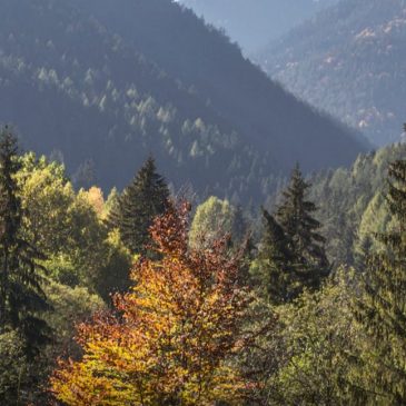 Skogsvård är viktigt för en frisk skogsindustri