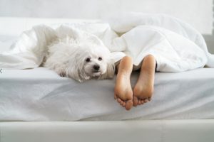 Hund Fötter och tyngdtäcke i sängen