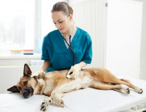 Hund och veterinär i Halmstad