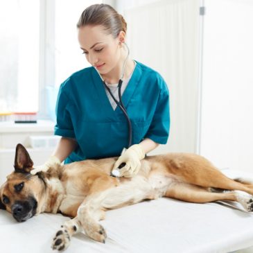 Veterinär i Halmstad – Ditt djurs välmående är viktigt